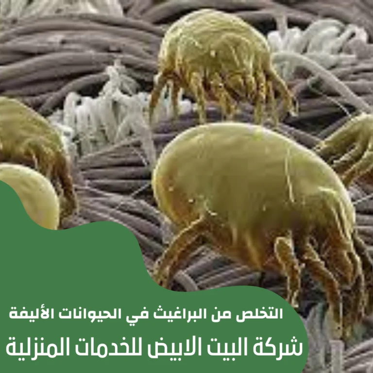 التخلص من البراغيث في الحيوانات الأليفة