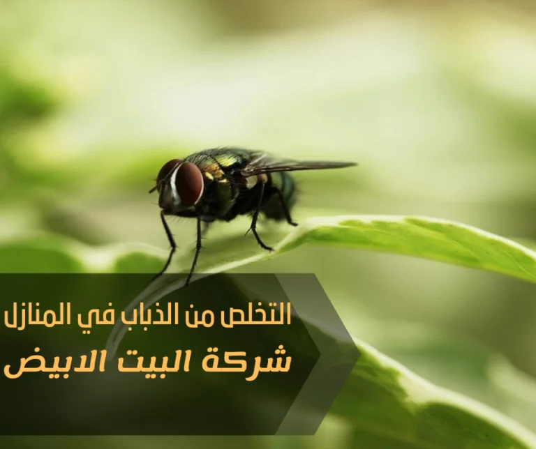 التخلص من الذباب في المنازل