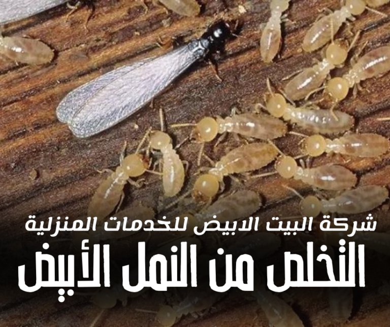 كيفية التخلص من النمل الأبيض وحماية الأثاث والمباني من التلف