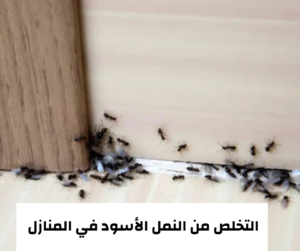 التخلص من النمل الأسود في المنازل