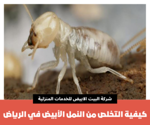 كيفية التخلص من النمل الأبيض في الرياض