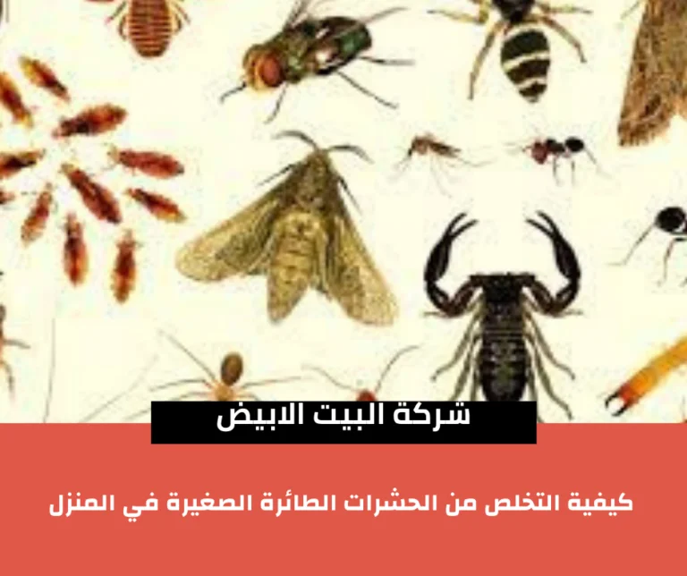 كيفية التخلص من الحشرات الطائرة الصغيرة في المنزل