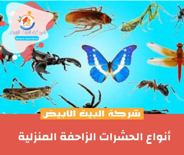أنواع الحشرات الزاحفة المنزلية