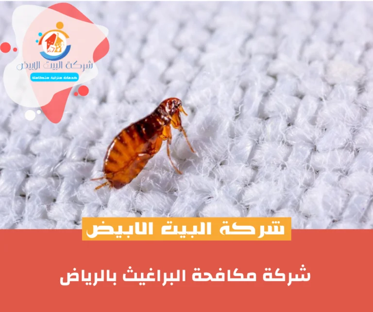 شركة مكافحة البراغيث بالرياض