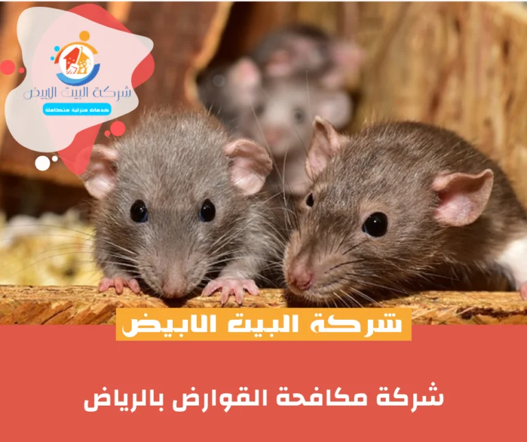 شركة مكافحة القوارض بالرياض
