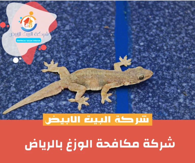 شركة مكافحة الوزغ بالرياض