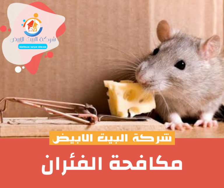 شركة مكافحة الفئران بالخرج 0571539368 | فحص وسد مداخل 2 فحص مسارات الفئران والمصائد الآمنة في الخرج