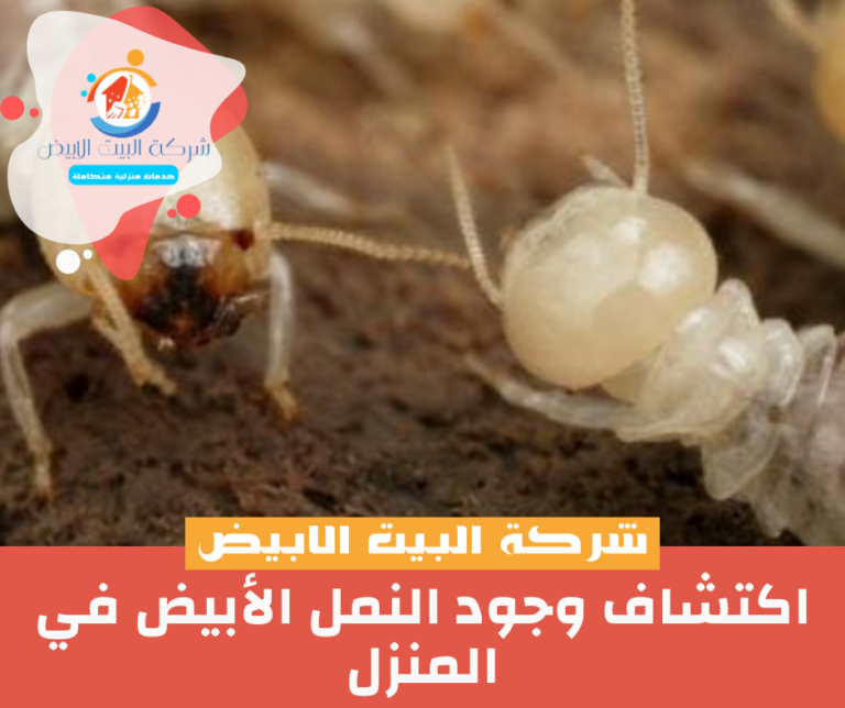 اكتشاف علامات النمل الأبيض في المنزل بالخرج