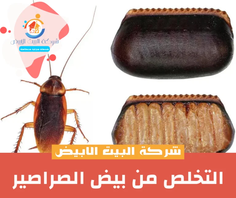 التخلص من بيض الصراصير
