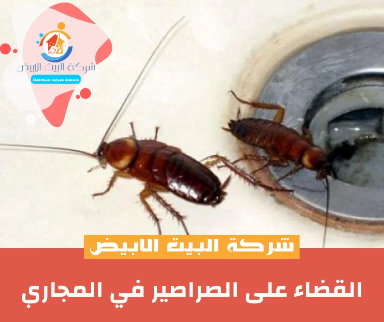 القضاء على الصراصير في المجاري