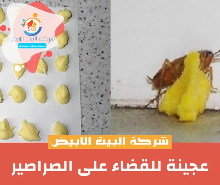 عجينة للقضاء على الصراصير